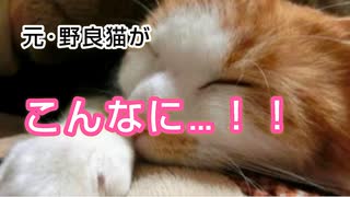 川で困ってる野良猫を助けたら…急激に甘えん坊に！！