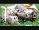 【カラオケ】犬かキャットかで死ぬまで喧嘩しよう！ / Official髭男dism (ガイドメロディありVer.)