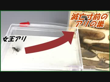 女王を失い滅びかけたアリの巣に「新しい女王」を入れたら、アリの巣はよみがえる・・・？