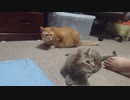 拾いねこ＠生後2970/2937日目　今日も暑い。