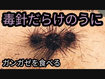 人気の ガンガゼ 動画 26本 ニコニコ動画