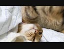 アルが居ぬ間のタタルさん　＃181