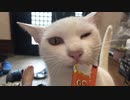 ガツガツ白猫