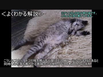ゆっくり動物雑学「ネコがゴロゴロ喉を鳴らす音には…」