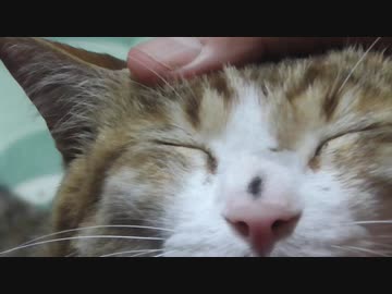 お鼻を汚して帰ってきたのでキレイにしてみる。