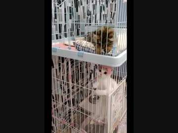 上下の猫ちゃん、お互いが見えてるの！？