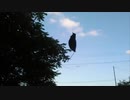 空中浮遊物体に遭遇!?!?