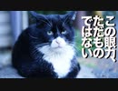 街の重鎮猫、猫離れした驚異の視力を見せつける