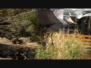 おまえ、飛べ…たのか。