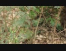今村格