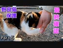 噛む、鳴く、フミフミを大爆発させる野良猫 ＆ 最後の乗車【三毛猫が保護されるまで Part５】