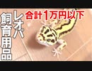 【これを買え！】レオパを飼育する際に必要な飼育用品を紹介します【1万以下で全部揃う！】