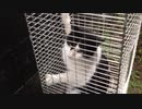 野良gato捕獲その1.mp4