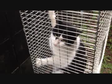 人気の Gato 動画 580本 4 ニコニコ動画