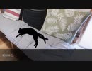 【ゆっくりSCP】愛猫バニラ【Tales-JP】