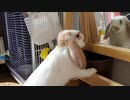鏡とごみ箱の中身が気になるうさぎさん