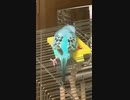 鏡を連打するインコ