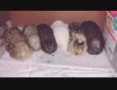 ヒメウズラ　おやすみ