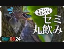 0824【カルガモ親子雛団子】ヒヨドリ親子のカタツムリ・セミ捕食、奇形水鳥、リアルハヤシガメ、バッタ変死体、カワウ幼鳥、カワセミなど【今日撮り野鳥動画まとめ】身近な生き物語