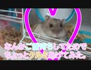 ウチのハムがクルミ食べるってよ。 Hamster eats walnuts.  #72【ハムスター物語】