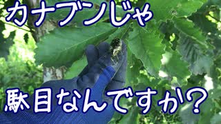 ヘビにカエルに…君じゃない カエデとT君がクワガタ探した夏休み2