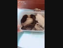 ヒメウズラ　砂浴び