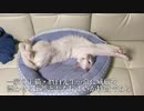 ウチューネコチャン、猫をサボりつつ出待ちする