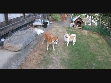 うちの、相変わらずの柴犬くんとチワワくん