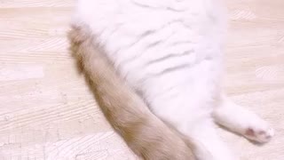 保育士まこ先生24歳です❗️猫のにくきゅう癒される❤︎