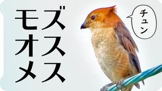 0825【カルガモ親子亀襲う】モズの鳴き声と雄と雌。カワウ親子、スズメ電柱マンション、アオサギ、アゲハ一杯【今日撮り野鳥動画まとめ】身近な生き物語