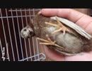 ヒメウズラ　ちゃとちゃん