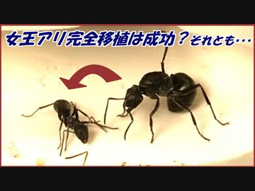 滅びかけたアリの巣に移植した「新女王」はどうなったのか。
