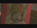 【SwS】スカウォをいつものノリで厄っていく【字幕プレイ動画その８】