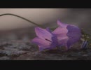 【元女子】rain stops, good-bye　うたいました