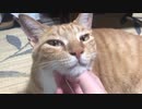 流し目虎猫