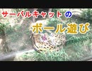 【ボール遊び】サーバルキャットがボールを必死にかじってる、必死過ぎてついつい応援したくなるね[愛媛県立とべ動物園]（俺の動物観察）[俺のシリーズ]