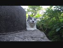 夏の日のにゃんこ(2D版)