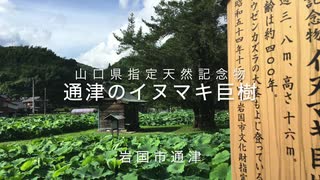 防長あれこれ〜山口県天然記念物　通津のイヌマキの巨樹　岩国市通津　