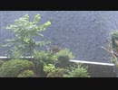 土砂降りの雨の音【作業用BGM】
