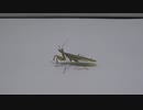 ［閲覧注意!!］再編集　カマキリ(コモンフラワーマンティス)にゴキブリを食べさせてみた。２　(Creobroter gemmatus)