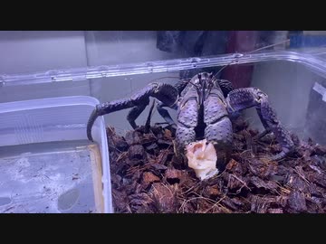 ヤシガニパンチ！