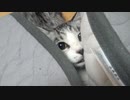 隠れる？アルフィノ　＃182