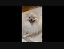 2020/08/16 ニコニコ生放送アプリからの放送 2