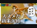 0827【新米泥棒スズメ】カルガモ親子は奇形の子に友達が。マガモぽい子も。小鳥が死んでました【今日撮り野鳥動画まとめ】身近な生き物語