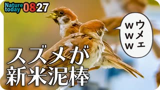 0827【新米泥棒スズメ】カルガモ親子は奇形の子に友達が。マガモぽい子も。小鳥が死んでました【今日撮り野鳥動画まとめ】身近な生き物語