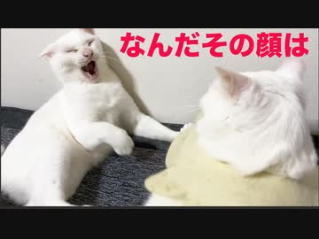 最年長の末っ子猫、猫としての協調性を叩き込まれる