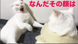 最年長の末っ子猫、猫としての協調性を叩き込まれる