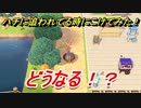 あつまれどうぶつの森　ハチに追われてる時にコケてみた！？結果は？　【あつ森】