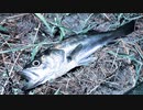 【釣り・VLOG】埼玉、夜の荒川温泉(温排水)でシーバス(スズキ)を釣る！【P30 Pro】