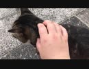 おまえらねこの触り方教えてください